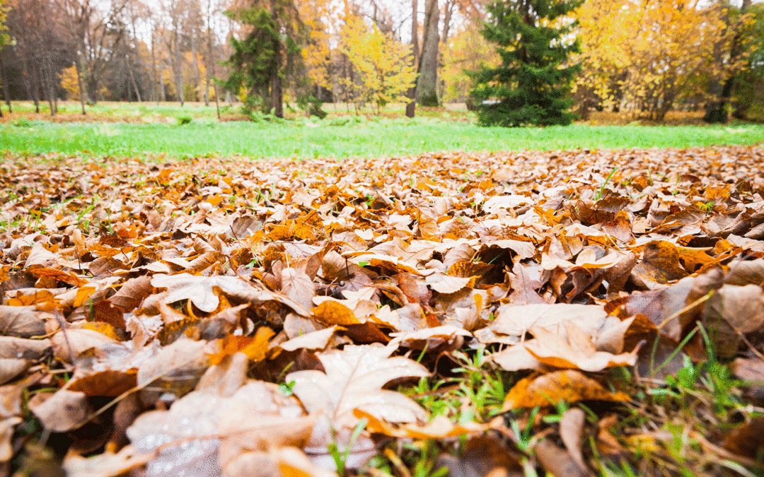 Can Leaves Damage Your Lawn?