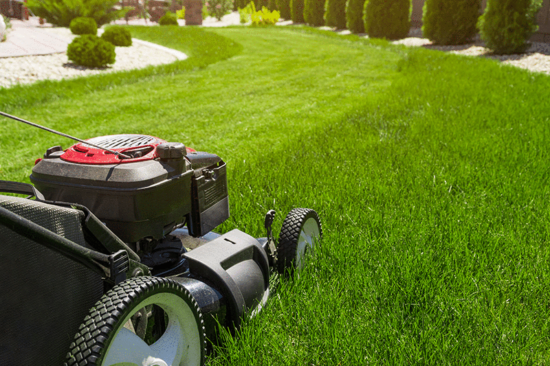 How to Ensure a Lush Green Lawn This Summer